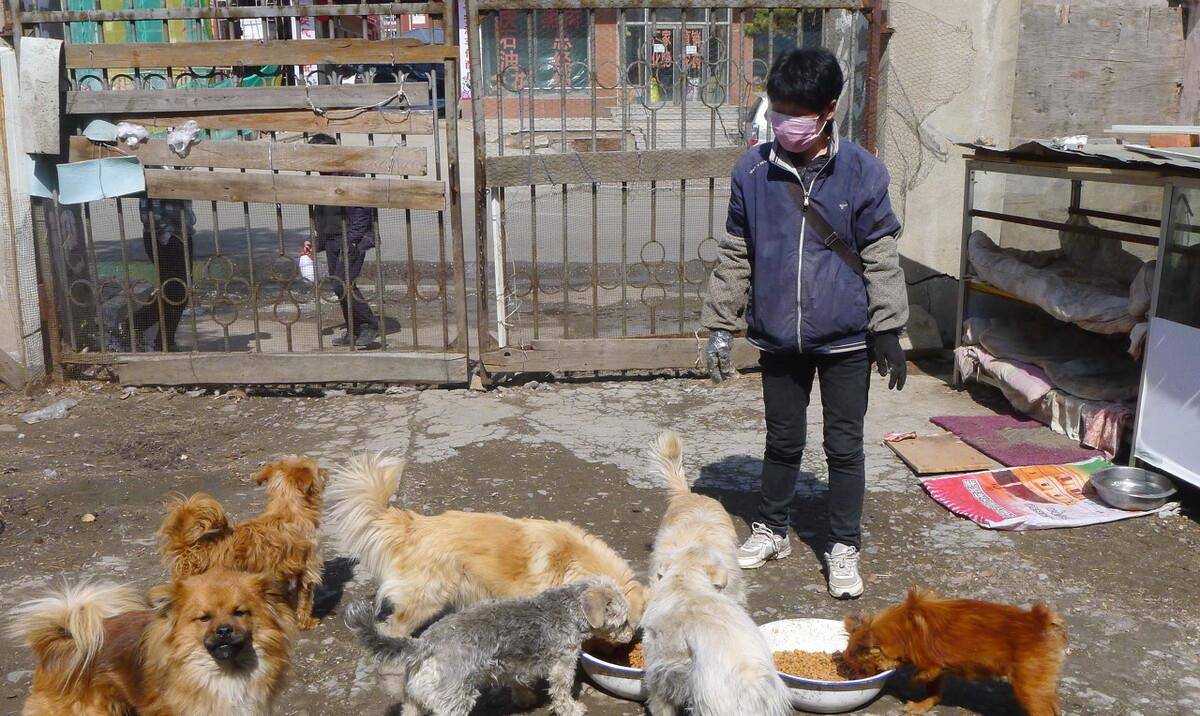 小伙被流浪狗认出，曾经的善良举动换来今日的情感回报