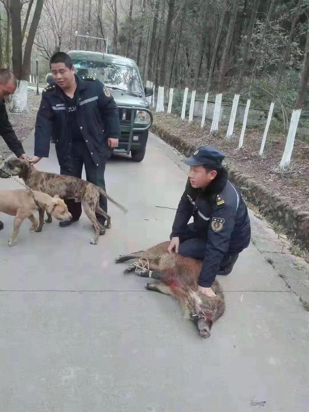 老人被野猪撕咬致死，邻居讲述