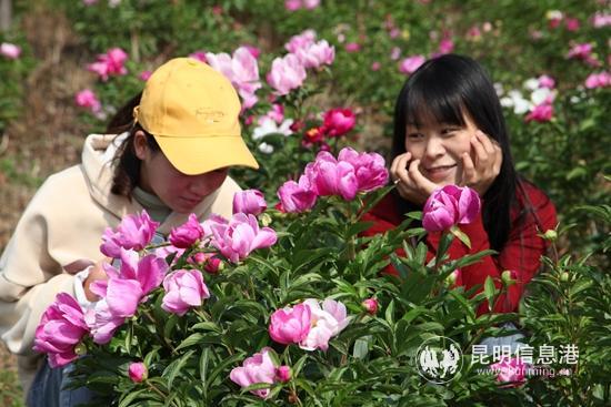 芍药生长周期，从种子到盛开的美丽之旅