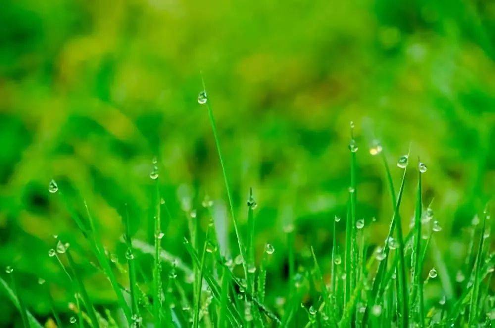 雨水节气，保暖防疾病，雨水季节，农事活动安排，春季第二个节气，雨水来了，雨水季节，注意天气变化，雨水节气，播种生长季节到了