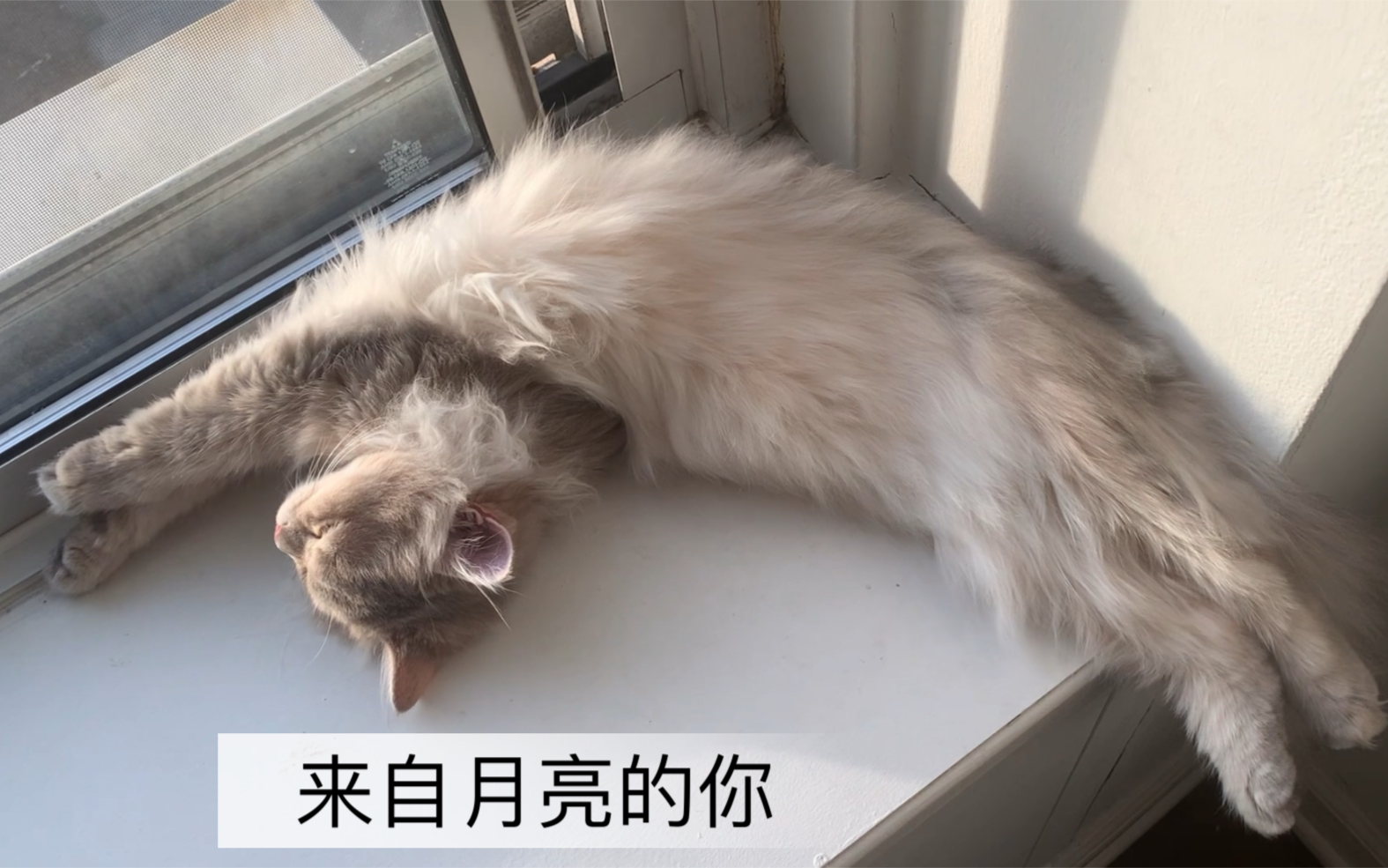 月半猫梗图，流行表情包大赏