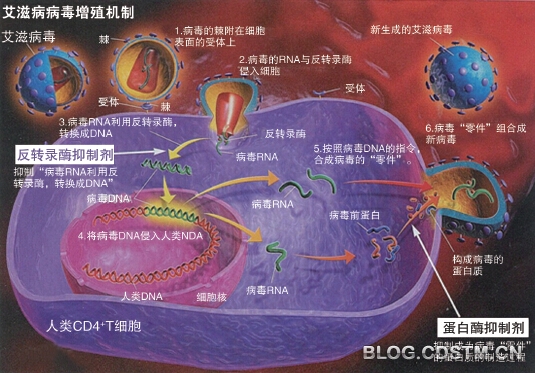 艾滋病的产生，复杂而漫长的过程