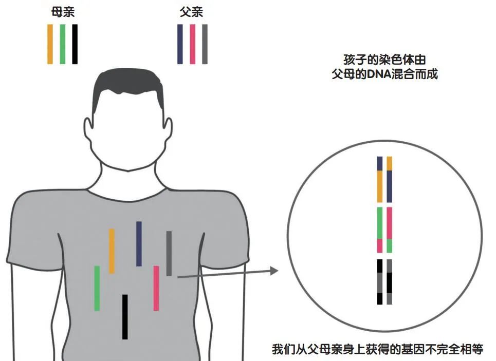 超雌现象，女性性别角色的拓展与超越