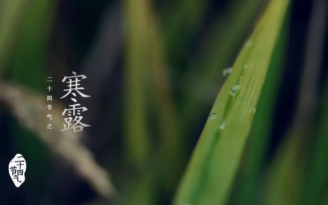 寒露节气，秋收冬藏，露凝为霜